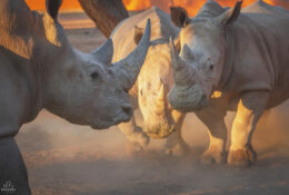 Namibia_August (8/135)